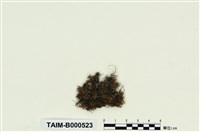 藏品(大麻羽苔)的圖片